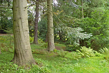 Image showing Pine tree in a lush underbrush wood, botanical garden, Gothenburg, Sweden