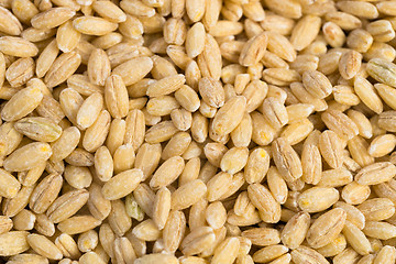 Image showing Macro Pearl Barley Whole Food