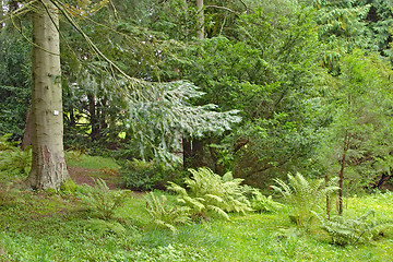 Image showing Pine tree in a lush underbrush wood, botanical garden, Gothenburg, Sweden