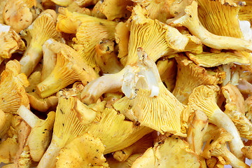 Image showing Chanterelle