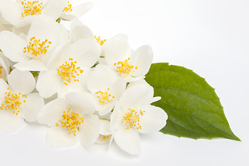 Image showing jasmine flower