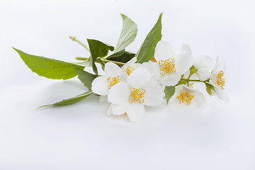 Image showing jasmine flower