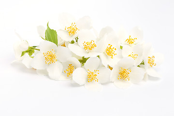 Image showing jasmine flower