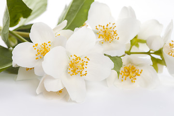 Image showing jasmine flower