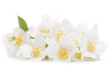 Image showing jasmine flower