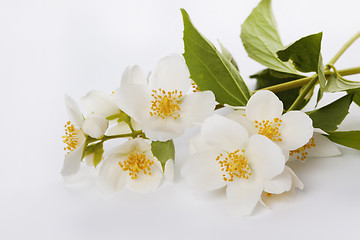 Image showing jasmine flower