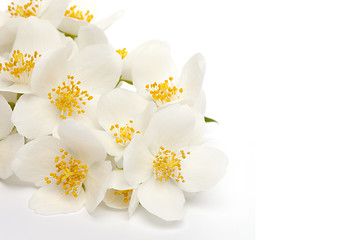 Image showing jasmine flower