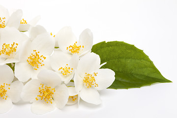 Image showing jasmine flower