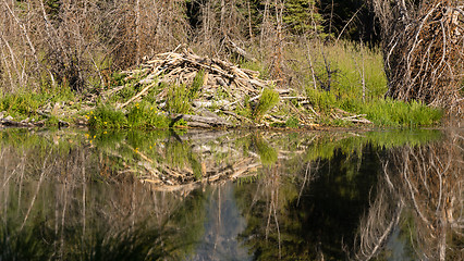 Image showing Large Beaver Hut House Dam Wyoming Lake River