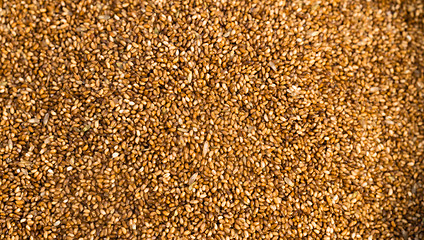 Image showing Farrow Grains Wheat Grains