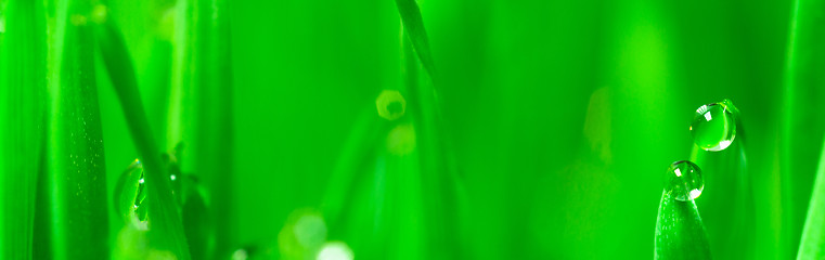 Image showing Microgreens Growing Panoramic Dew on Wheatgrass Blades