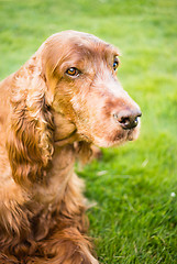 Image showing Purebred Irish Setter Dog Canine Pet Laying Down