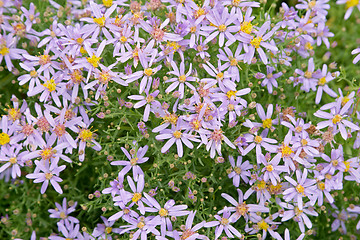 Image showing Violet flowers of Aster sedifolius 