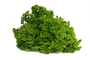 Image showing Fresh parsley