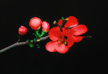 Image showing Flowers Of The Japanese Quince Closeup