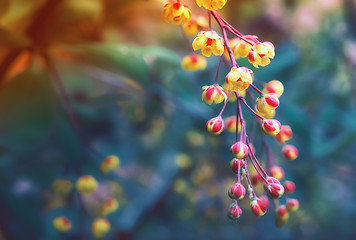 Image showing Blooming Barberry Closeup