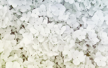 Image showing Shallow White Flowers Background