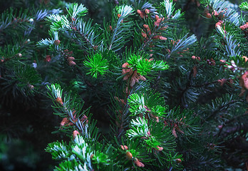 Image showing Fir Branches With Cones Closeup