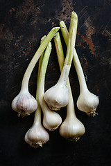 Image showing Garlic close up