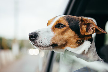 Image showing Dog peeking in from the open window of the car.