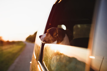 Image showing Dog peeking in from the open window of the car.