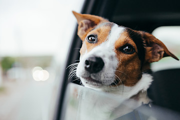 Image showing Dog peeking in from the open window of the car.