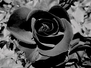 Image showing Black rose 