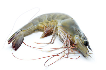 Image showing Fresh raw prawns