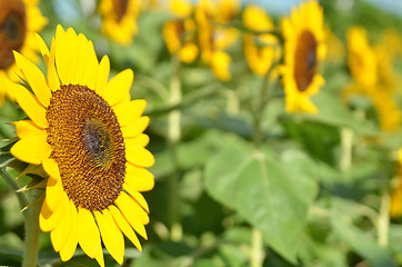 Image showing Yellow Sunflower field  