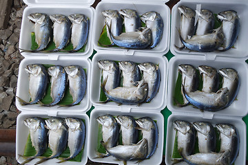 Image showing Mae Klong Mackerel fish sold on market