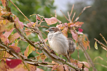 Image showing Brown house sparrow (Passer domesticus) on an autumn tree, botanical garden, Gothenburg, Sweden