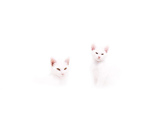 Image showing cat and kitten