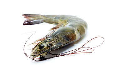 Image showing Fresh raw prawns 