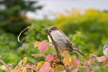 Image showing Brown house sparrow (Passer domesticus) on an autumn tree, botanical garden, Gothenburg, Sweden