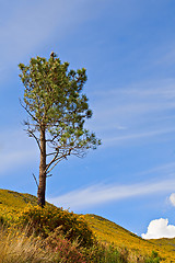 Image showing Tree