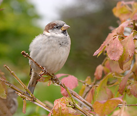 Image showing Brown house sparrow (Passer domesticus) on an autumn tree, botanical garden, Gothenburg, Sweden