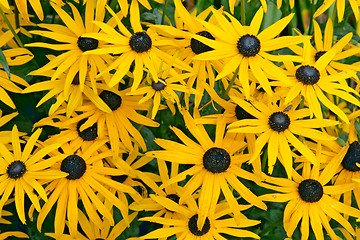 Image showing Orange flower of Rudbeckia fulgida var speciosa 