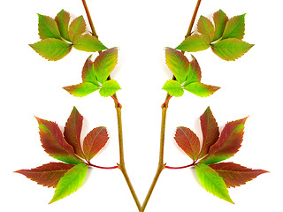 Image showing Composition of multicolor twigs grapes leaves