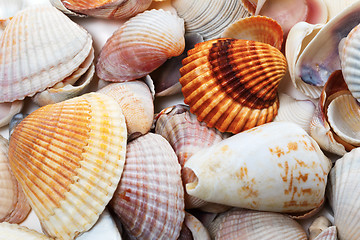 Image showing Various seashells in summer