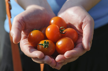 Image showing Tomato harvest. Farmer's hands with freshly harvested tomatoes