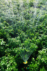 Image showing irrigation on the field