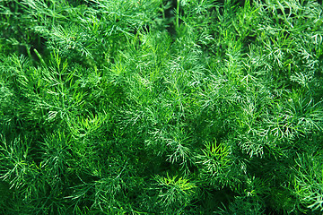 Image showing green fennel which is growing up