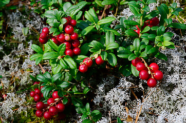 Image showing berry cranberries and moss