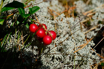 Image showing berry cranberries and moss