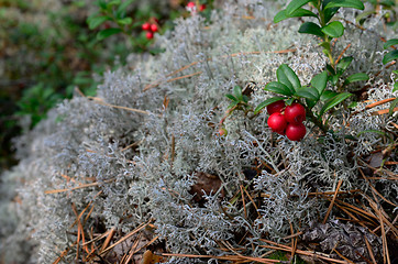 Image showing berry cranberries and moss