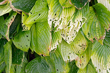 Image showing Texture of green leaves of Hosta 