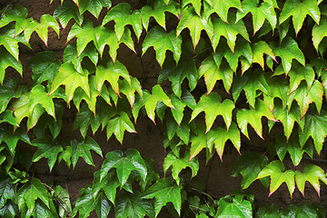 Image showing wall covered with leaves of a girlish grapes