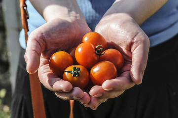 Image showing Tomato harvest. Farmer's hands with freshly harvested tomatoes