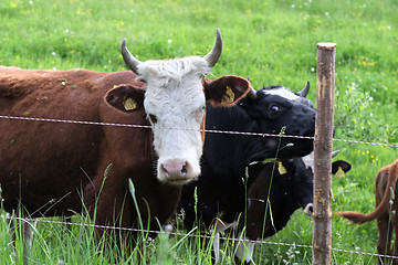 Image showing cattle graze on pasture