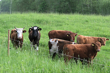 Image showing cattle graze on pasture